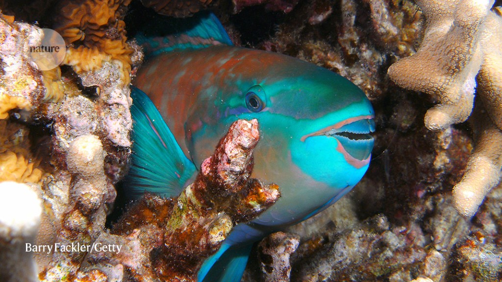 It is possible for pollution and overfishing to protect corals, but it is not enough