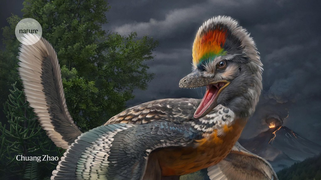 The dinosaur is thought to have reconsidered bird evolution