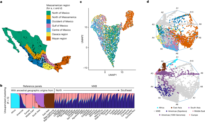 A large amount of people from Mexico City have genotyping and genotyping done