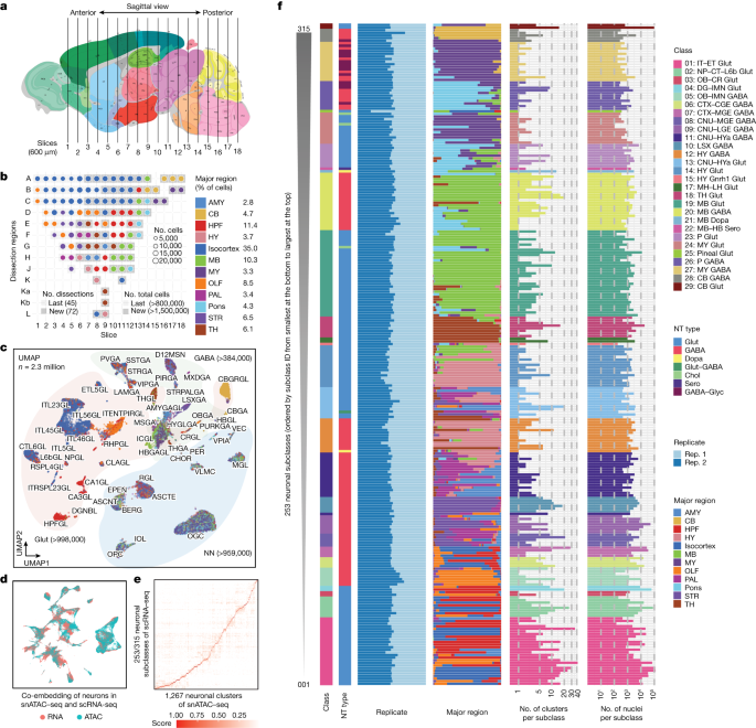 Brain-wide correspondence ofgenomics and projections