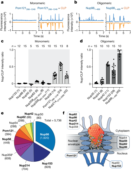 The HIV capsid is similar to FG-nucleoporins