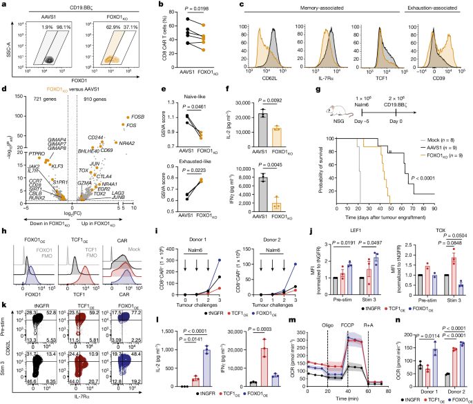 CAR T cell stemness and metabolism are improved by FOXO1