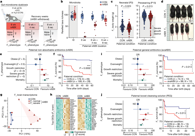 The gut microbes of a dad are important for baby growth