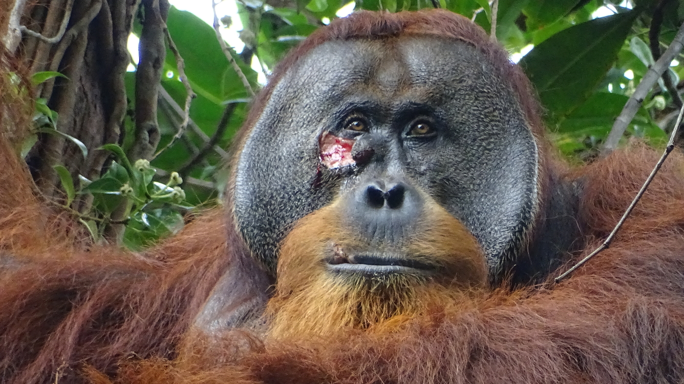 The Orangutan is the first wild animal to use a plant for healing