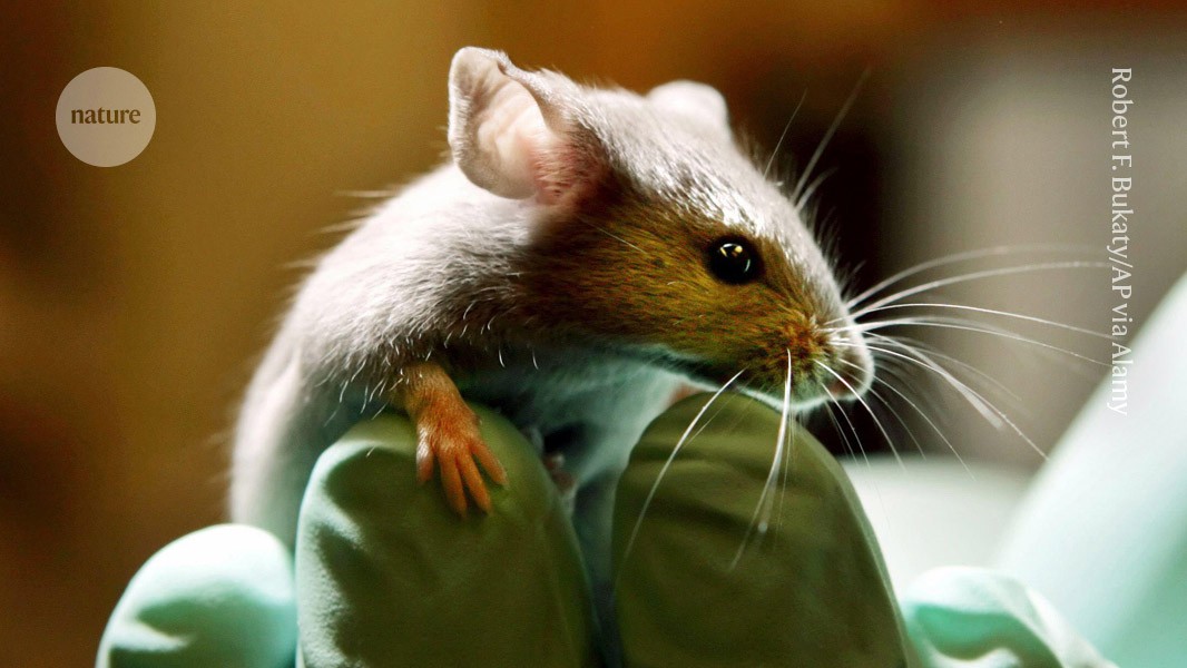 Scientists are editing the genes of gutbacteria in mice