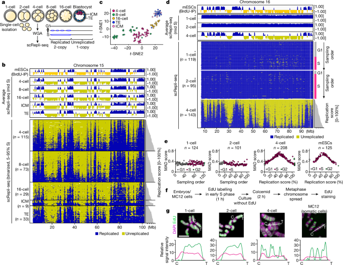 Sympathetic neuropeptide Y has a protective effect on the cardiovascular system