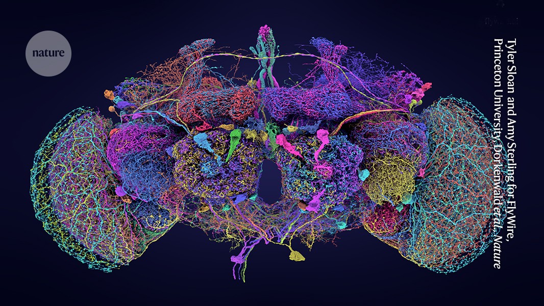 The largest brain map ever shows fruit flies’s brain activity in detail