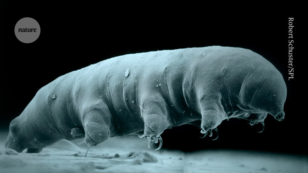 The tardigrade shows secrets of radiation-resisting powers