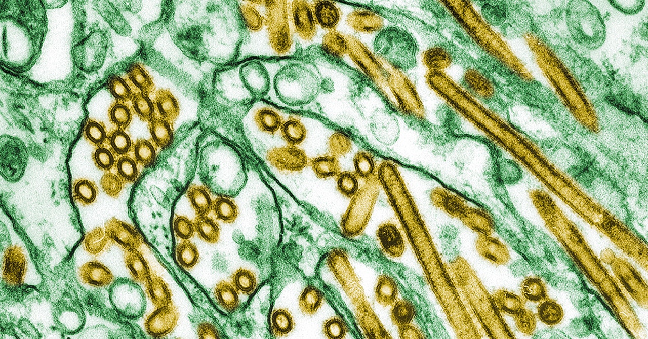 The CDC confirmed the first bird flu case in a human in the U.S