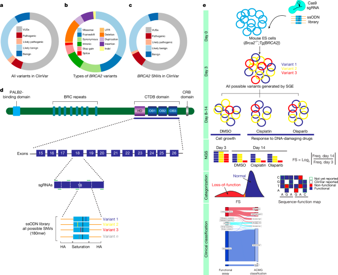 Clinical classification of the BRCA2 variant is based on genome editing