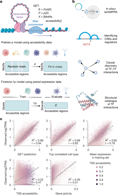 There is a foundation of transcription for human cell types