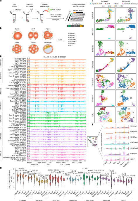 Single cell histone modifications are used for embryo tracing